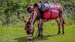 Παρέμβαση Αρείου Πάγου για τη Λέσβο: Βίντεο έδειχνε παιδιά να χτυπούν γαϊδουράκια
