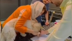 Μεσίτης μεταβίβασε διαμέρισμα σε σκύλο, αλλά έμπλεξε με το νόμο (vid)