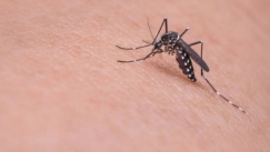 Συναγερμός στο υπουργείο Υγείας για κουνούπια και Ιό του Δυτικού Νείλου: 19 θάνατοι και 143 κρούσματα έως τώρα