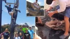 Κυνηγός έπιασε τον δεύτερο μεγαλύτερο κροκόδειλο μήκους 4 μέτρων: «Ήταν σαν δεινόσαυρος» (vid)