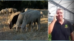 «Στα πρόβατα αρέσει πολύ η φούντα» λέει ο ιδιοκτήτης του θερμοκηπίου κάνναβης στον Αλμυρό (vid)