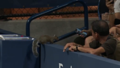 Σκίουρος σε κερκίδα του US Open