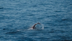 Βέλγος κολύμπησε 131 χιλιόμετρα χωρίς διακοπή στον Κορινθιακό καταρρίπτοντας το παγκόσμιο ρεκόρ κολύμβησης ανοιχτής θαλάσσης