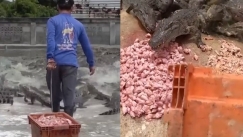 Ατρόμητος αγρότης ταΐζει 10.000 κροκόδειλους: Δεν έχει δεχτεί ούτε μια φορά επίθεση (vid)