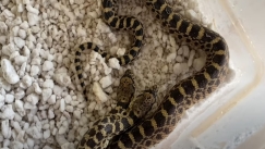 Δικέφαλο φίδι προκαλεί σάλο στο ίντερνετ: «Τι τρελό πράγμα είναι αυτό» (vid)