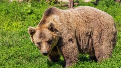 Βοσκός στα Τρίκαλα πάλεψε με αρκούδα για να σώσει το κοπάδι