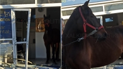 Ατίθασο άλογο στη Χαλκιδική «μπούκαρε» σε κατάστημα και τα έκανε … γυαλιά καρφιά (vid)