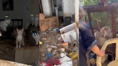 Απερίγραπτη κτηνωδία στο Αγρίνιο: Συλλέκτες ζώων βασάνιζαν μέχρι θανάτου γάτες και σκύλους σε σπίτι... υγειονομική βόμβα (vids)