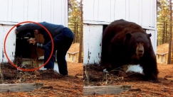 Βίντεο που κόβει την ανάσα: Τύπος προσπάθησε να αντιμετωπίσει αρκούδα με όπλο από paintball (vid)