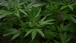 Στο Top 10 των πόλεων με τη μεγαλύτερη χρήση κάνναβης η Αθήνα!