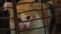 Το βιετναμέζικο εστιατόριο που σκότωνε 300 γάτες το μήνα για να φτιάχνει... γατόσουπα έκλεισε οριστικά