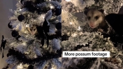 Γυναίκα ανακάλυψε ένα κρυμμένο οπόσουμ στο χριστουγεννιάτικο δέντρο της: «Δεν ξέρω πώς βρέθηκε εδώ μέσα» (vid)