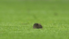 Rat