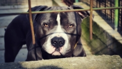 Σοκαριστικό περιστατικό στη Θεσσαλονίκη: Τρία σκυλιά επιτέθηκαν και κατασπάραξαν γυναίκα