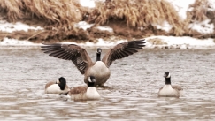 Φυλακή πρωτοπορεί και αντί για σκύλους τοποθετεί χήνες: Τα μοναδικά ένστικτα των πτηνών (vid)