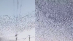 Ο δυσοίωνος χορός των πουλιών λίγο πριν τον ισχυρό σεισμό στην Ιαπωνία (vid)