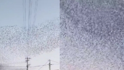 Ο δυσοίωνος χορός των πουλιών λίγο πριν τον ισχυρό σεισμό στην Ιαπωνία (vid)