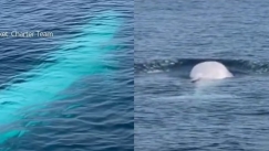 Τουρίστες βιντεοσκόπησαν τυχαία τη σπανιότερη φάλαινα στον κόσμο (vid)