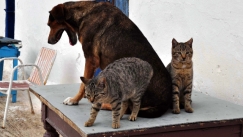 «Έφαγε» πρόστιμο 200.000 ευρώ επειδή βρέθηκαν στο σπίτι της 77 γάτες και 10 σκυλιά