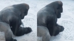 Η μοναδική στιγμή που παιχνιδιάρης γορίλας φτιάχνει χιονόμπαλα (vid)