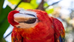 Βρετανικός ζωολογικός κήπος παίρνει σκληρά μέτρα για να περιορίσει τις βρισιές των παπαγάλων
