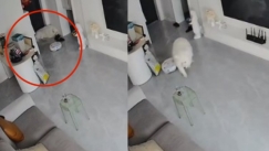 Ηλεκτρική σκούπα «επιτέθηκε» σε σκύλο: Η τιτάνια μάχη να ξεφύγει (vid)