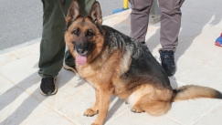 Ήρωας σκύλος της ΕΜΑΚ εντόπισε 73χρονο που είχε εξαφανιστεί