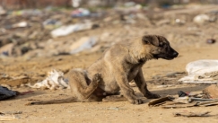 Απαράδεκτες εικόνες στη Ξάνθη: Τουλάχιστον 500 υποσιτισμένα σκυλιά ζουν σε χωματερή (vid)
