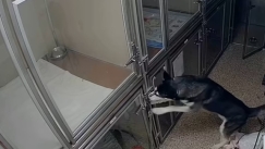 Τρομερό χάσκι δραπετεύει από τον μπόγια και γυρνάει για να απελευθερώσει τους... φίλους του (vid)