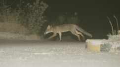 Αδιανόητη κτηνωδία στην Κεφαλονιά: Σταύρωσαν και κρέμασαν αλεπού σε δέντρο
