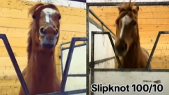 Αγωνιστικό άλογο έγινε viral επειδή λατρεύει τους Slipknot: «Τρέχει πιο γρήγορα όταν ακούει heavy metal» (vid)