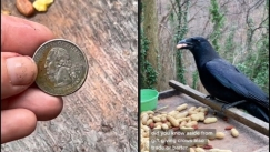 «Ευγενικά» κοράκια αφήνουν χρήματα στην γυναίκα που τα ταΐζει καθημερινά (vid)