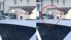 Μερακλής γλάρος βρήκε ηλεκτρονικό τσιγάρο και άρχισε να ατμίζει: «Σε τι εποχές ζούμε;» (vid)