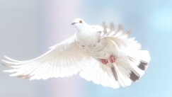 Ένα περιστέρι στην Ινδία, ύποπτο για κατασκοπεία, απελευθερώθηκε αφού αθωώθηκε των κατηγοριών