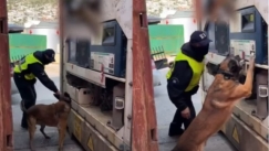 Κοκαΐνη αξίας εκατομμυρίων ευρώ βρέθηκαν σε container με μπανάνες στον Πειραιά (vid)