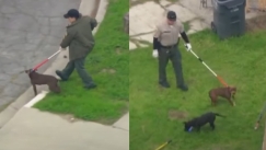 Άτυχος άνδρας βρήκε τραγικό θάνατο στην προσπάθεια του να ταΐσει 13 πιτ-μπουλ: Σοκάρουν οι εικόνες από το σημείο που βρέθηκε νεκρός (vid)