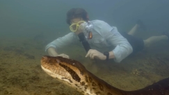 Επιστήμονες ανακάλυψαν το μεγαλύτερο ανακόντα: Έχει το πάχος ενός λάστιχου αυτοκινήτου (vid)