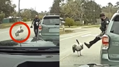 Κοπάδι με άγριες γαλοπούλες επιτέθηκε σε αστυνομικό: «Δέχομαι επίθεση από ένα κοτόπουλο» (vid)