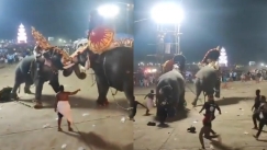 Ελέφαντες συγκρούστηκαν κατά μέτωπο σε γιορτή στην Ινδία: Πανικόβλητοι οι άνθρωποι έτρεχαν να σωθούν (vid)