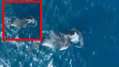 Φάλαινα - δολοφόνος σκότωσε μεγάλο λευκό καρχαρία: Έσπασε τα πλευρά του και μετά τον κυνήγησε (vid)