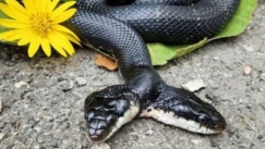 Σπάνιο φίδι με δύο κεφάλια υποβλήθηκε σε χειρουργική επέμβαση: Έφτυνε αίμα μετά από φτέρνισμα 