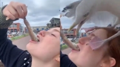 Συναγερμός στο Λίβερπουλ: Κάτοικοι δέχονται επιθέσεις από μεγαλόσωμους γλάρους (vid)