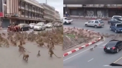 Στρατός πιθήκων έκανε έφοδο σε πόλη στην Ταϊλάνδη: Βανδαλίζουν περιουσίες και κλέβουν φαγητά (vid)