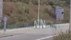 Λύκος μπήκε στην Ιόνια Οδό και προκάλεσε πανικό (vid)