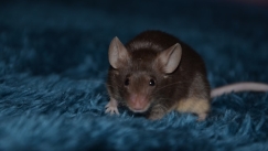 Το πιο βάρβαρο βασανιστήριο στην ιστορία: Ο αρουραίος που τρώει τα σωθικά