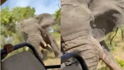 «Το σαφάρι του θανάτου»: Ελέφαντας επιτέθηκε σε φορτηγάκι και σκότωσε Αμερικανίδα τουρίστρια (vid)