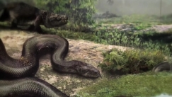 Τιτανοβόας: Το κολοσσιαίο φίδι που έσπερνε τρόμο στο διάβα του (vid)