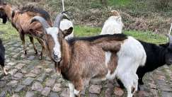 Οι κατσίκες στην υπηρεσία του αγώνα Παρίσι-Ρουμπέ