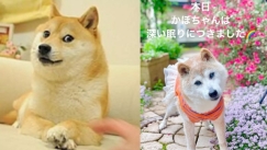 Η Kabosu, o πιο γνωστός σκύλος πέθανε: Οι χρήστες αποχαιρετούν το ζώο που έγινε meme, κρυπτονόμισμα και logo του Twitter