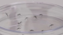 Συναγερμός για τον Ιό του Δυτικού Νείλου: Έτσι θα αποφύγουμε τα κουνούπια